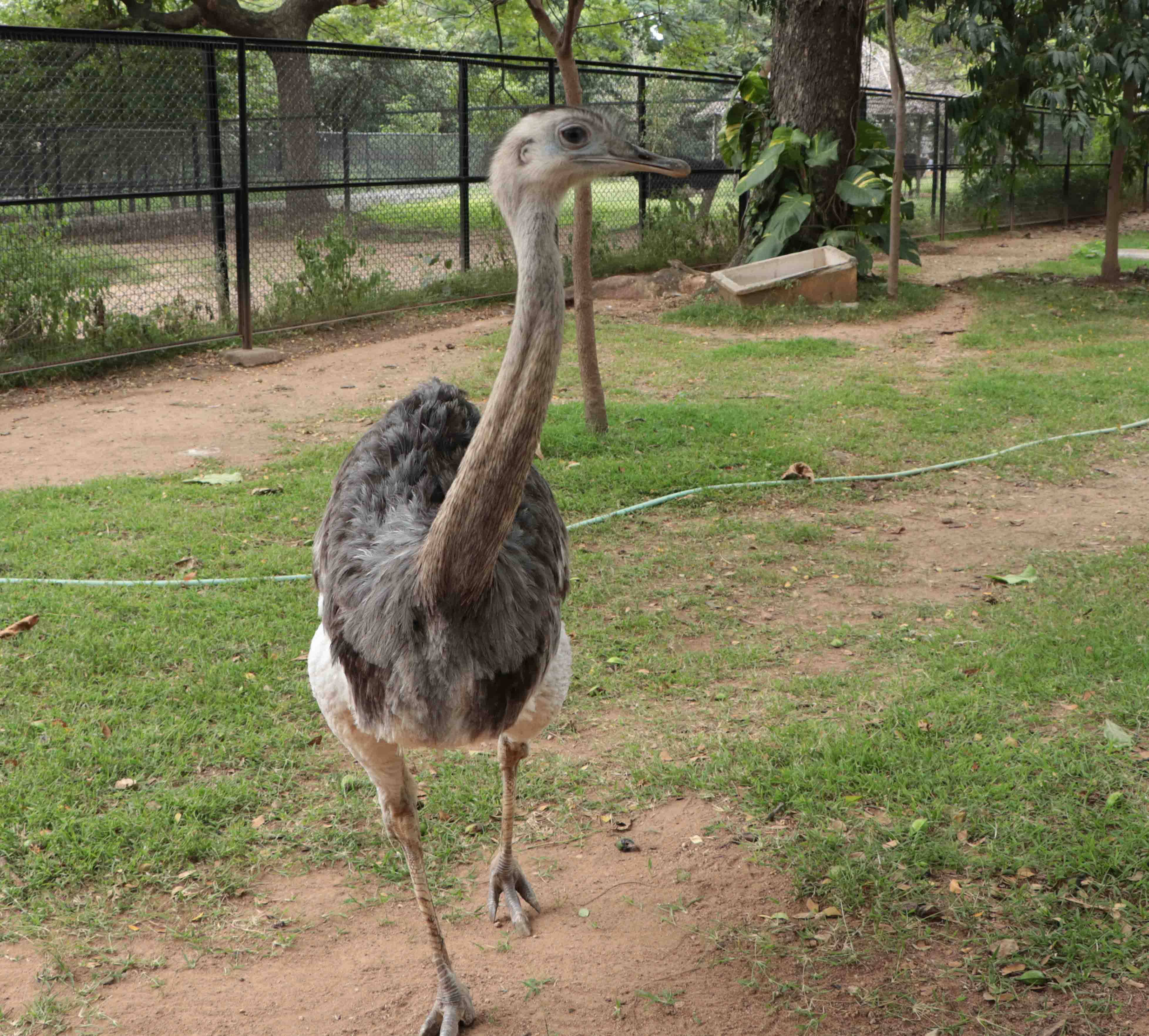 Darwins Rhea